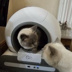 Automatic Cat Litter Box – Smart Self-Cleaning 