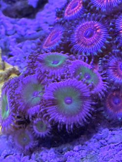 Corals
