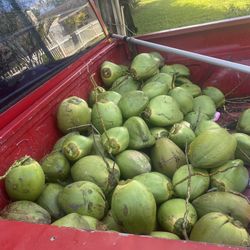 1 A 100 Coconuts 