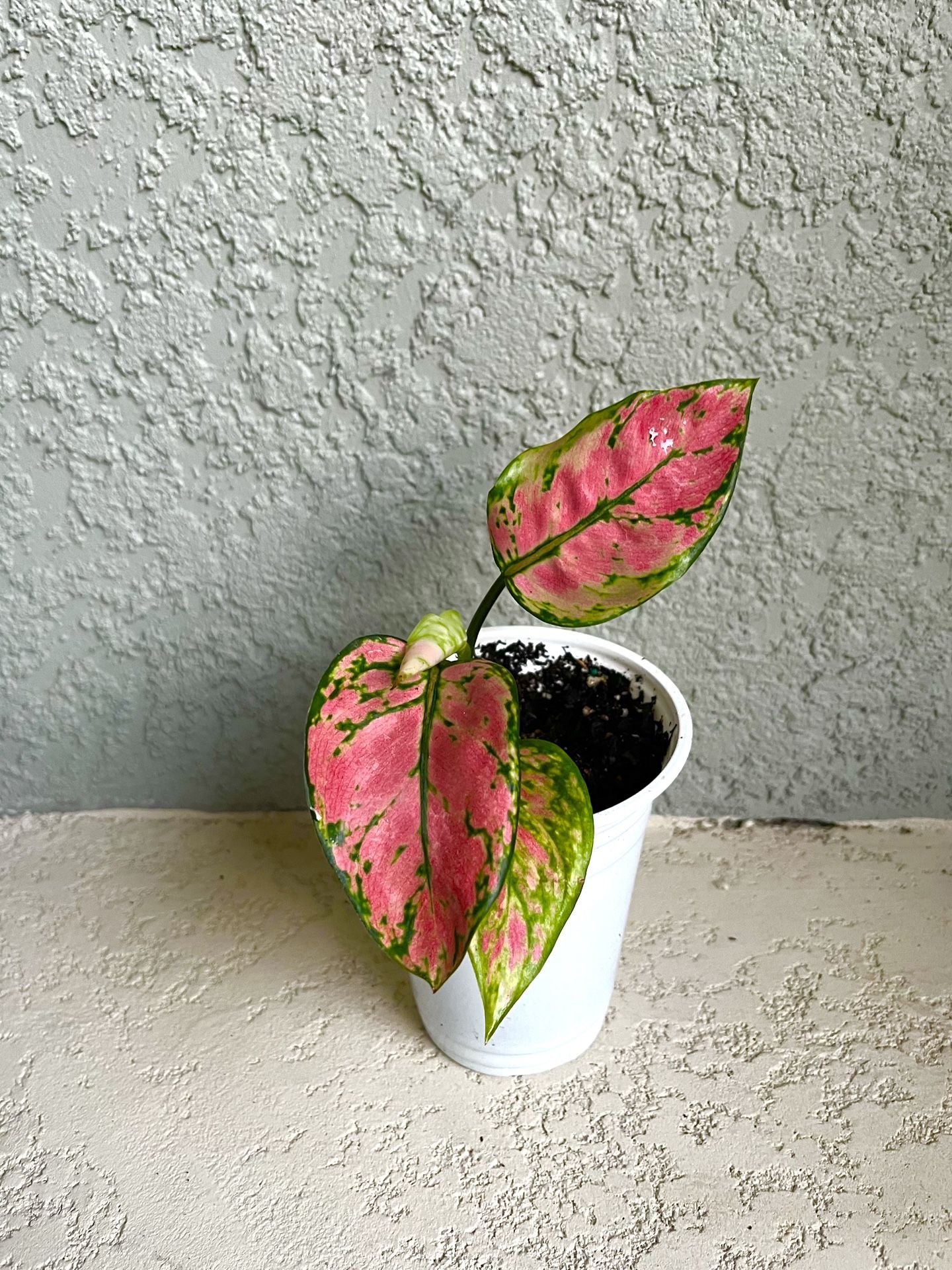 Aglaonema Plant