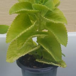 Cuban Oregno Herb Plant