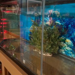 75 Gallon Aquarium Tank
