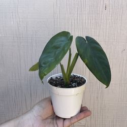 4” syngonium chiapense