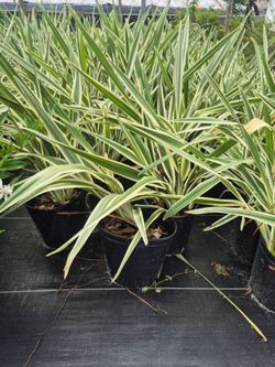 FLAX LILY'S 1GALLONS