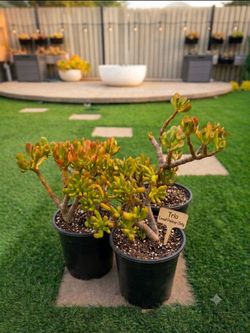 Mature "Gollum" Jade Plant Trio – Healthy & Established 🪴 ($30 for all 3)