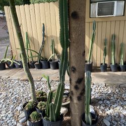 Cactus, Rooted, Potted, Or Cuttings. 