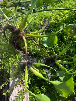 Water Hyacinth