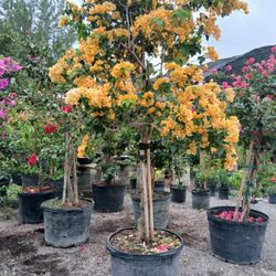 Fully Bloomed Yellow Bougainvillea Tree 💛$350