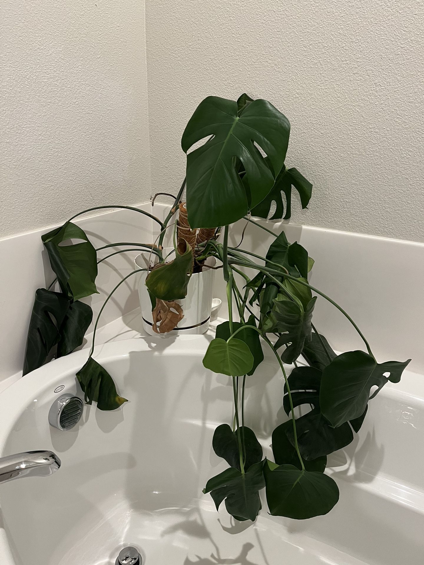 FREE - Plants