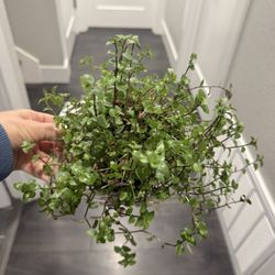 Blue Baby Tears In Pot Climbing Cute Plant Indoor 
