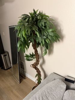 Large Artificial Ficus Tree with Twisted Trunk