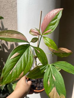 Pink splash Syngonium plant