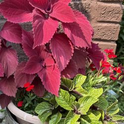 Coleus x2