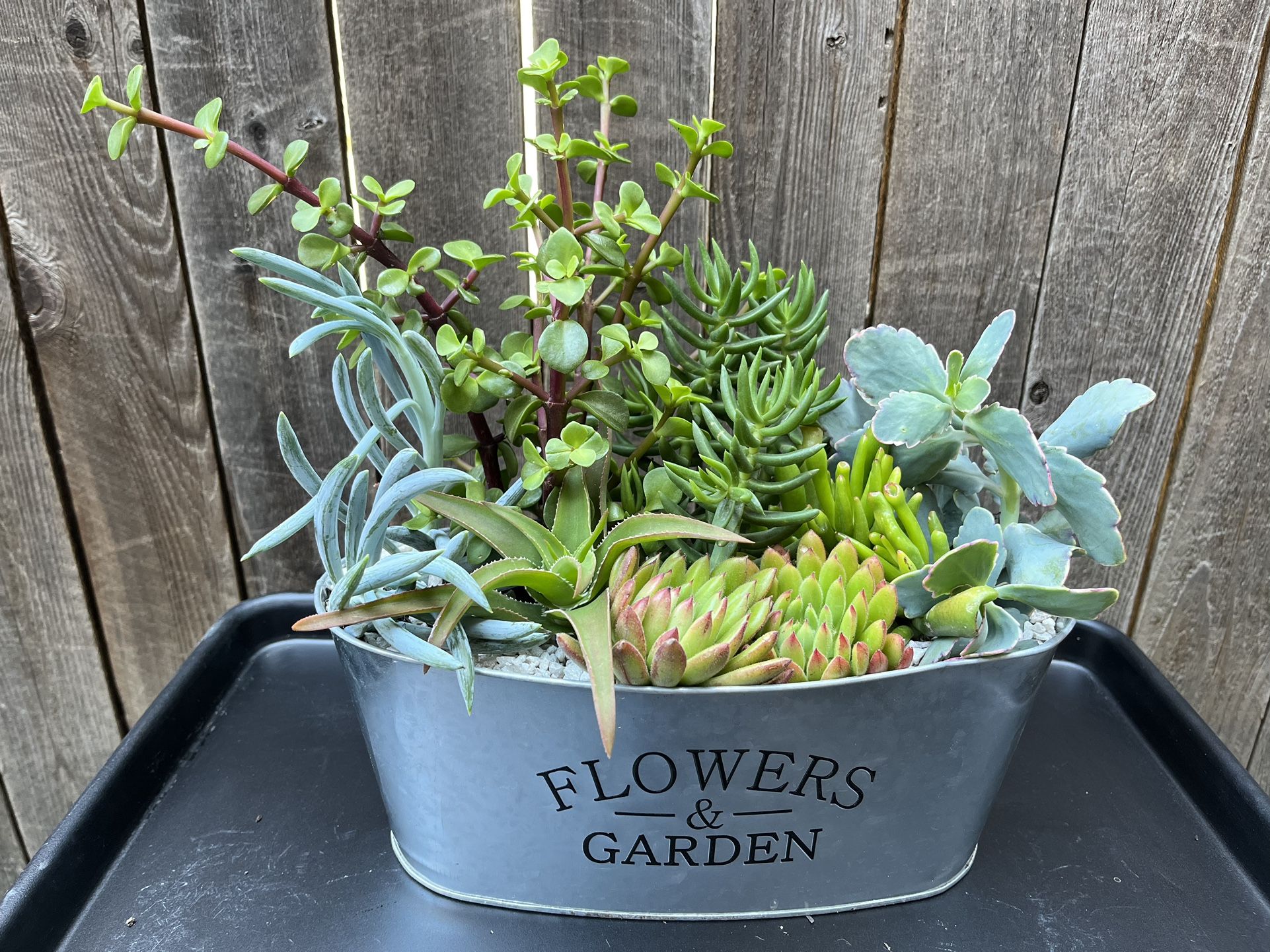 SUCCULENTS ARRANGEMENT 