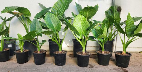 Elephant Ear Plants