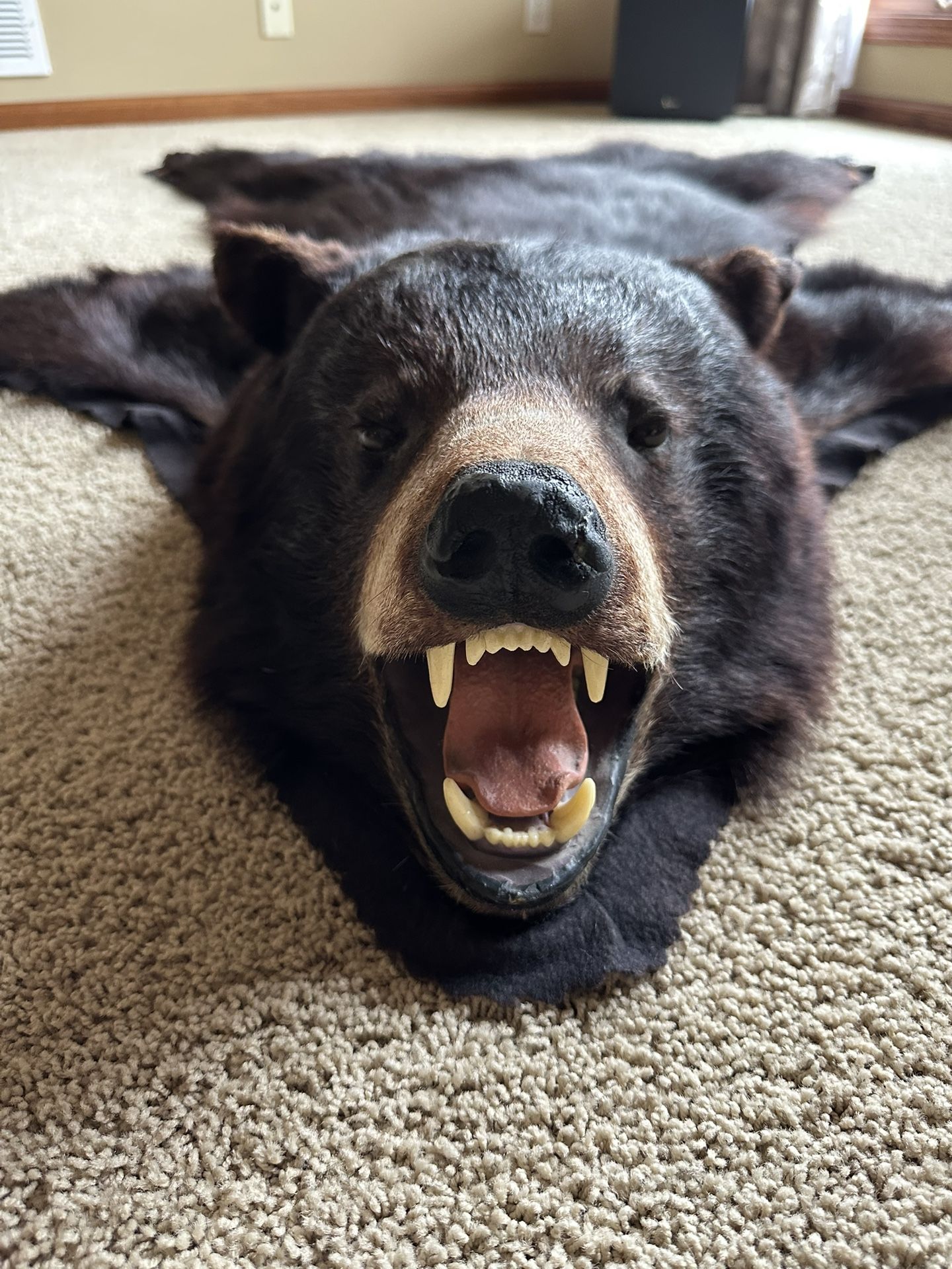 Blackbear Skin