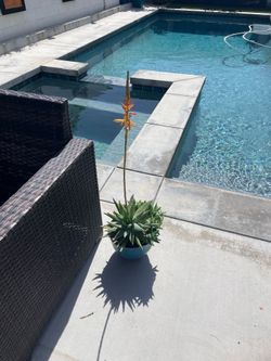 Plant includes plastic Pot
