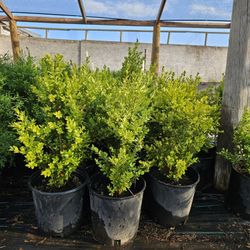 Green Mountain Boxwoods 