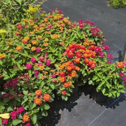 Lantana  Bedding Plants Blooms Year Around 1gal