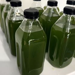 Premium Phytoplankton For marine Aquarium 