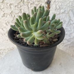 6 Inch Pot Succulent Plant - Sedum Pachyphyllum Rose -Jelly Beans - Rooted & Established - Drought Resistant - 🪴