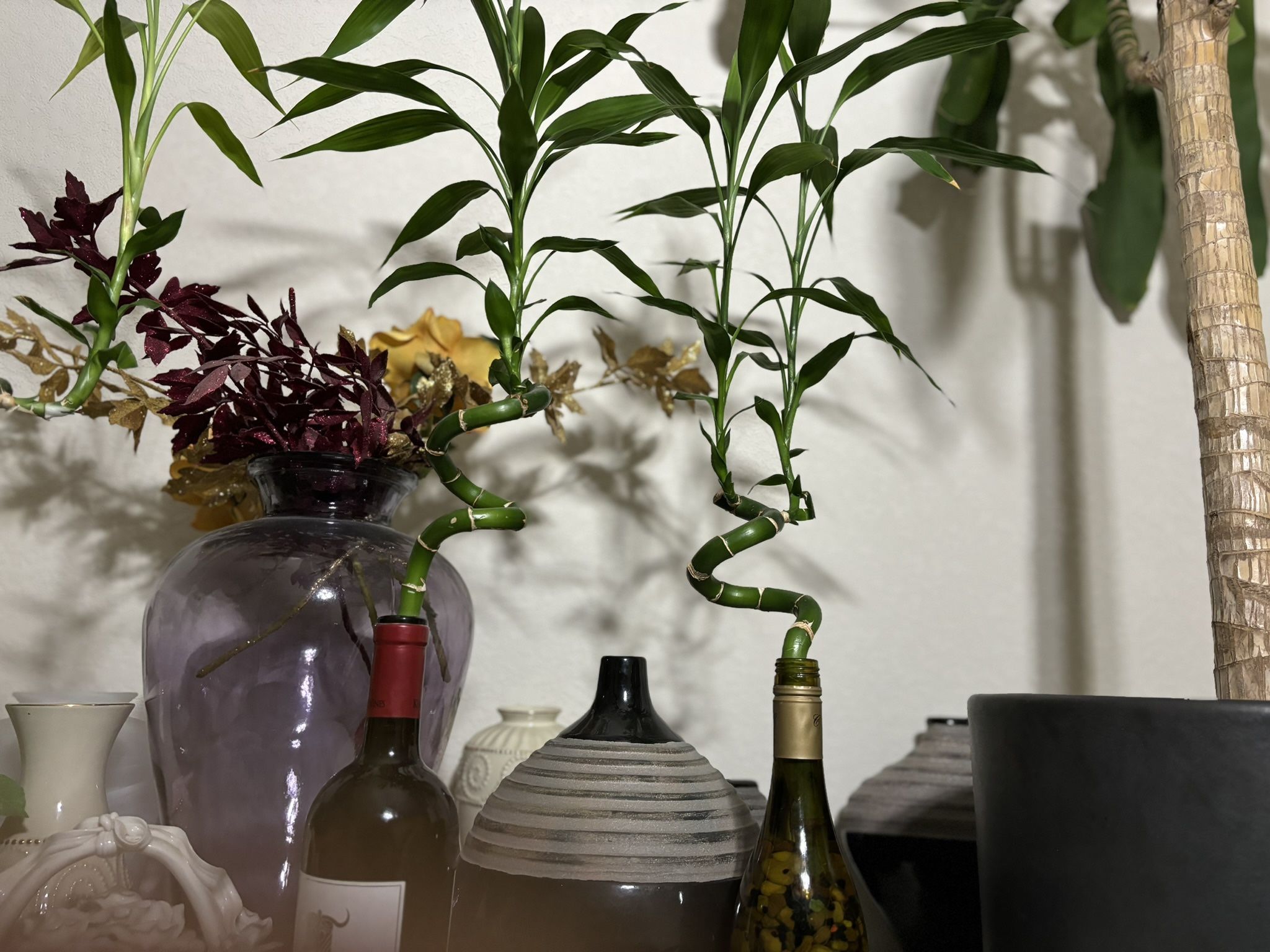 Nice And Beautiful Bamboo Plants In A Win Bottles