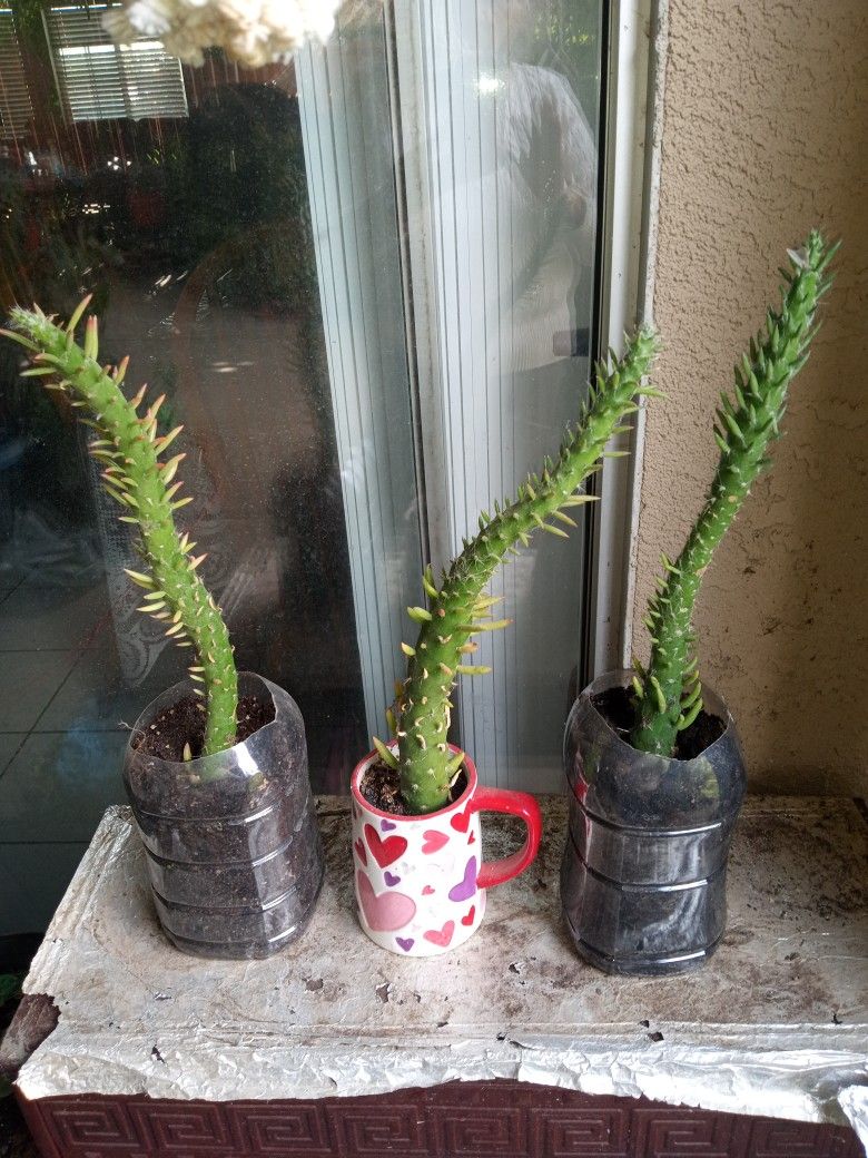 cactus a $5 cada uno