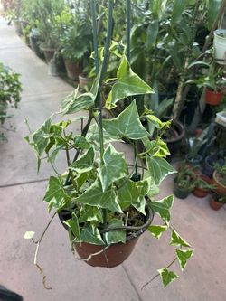 Variegated Wax Ivy 