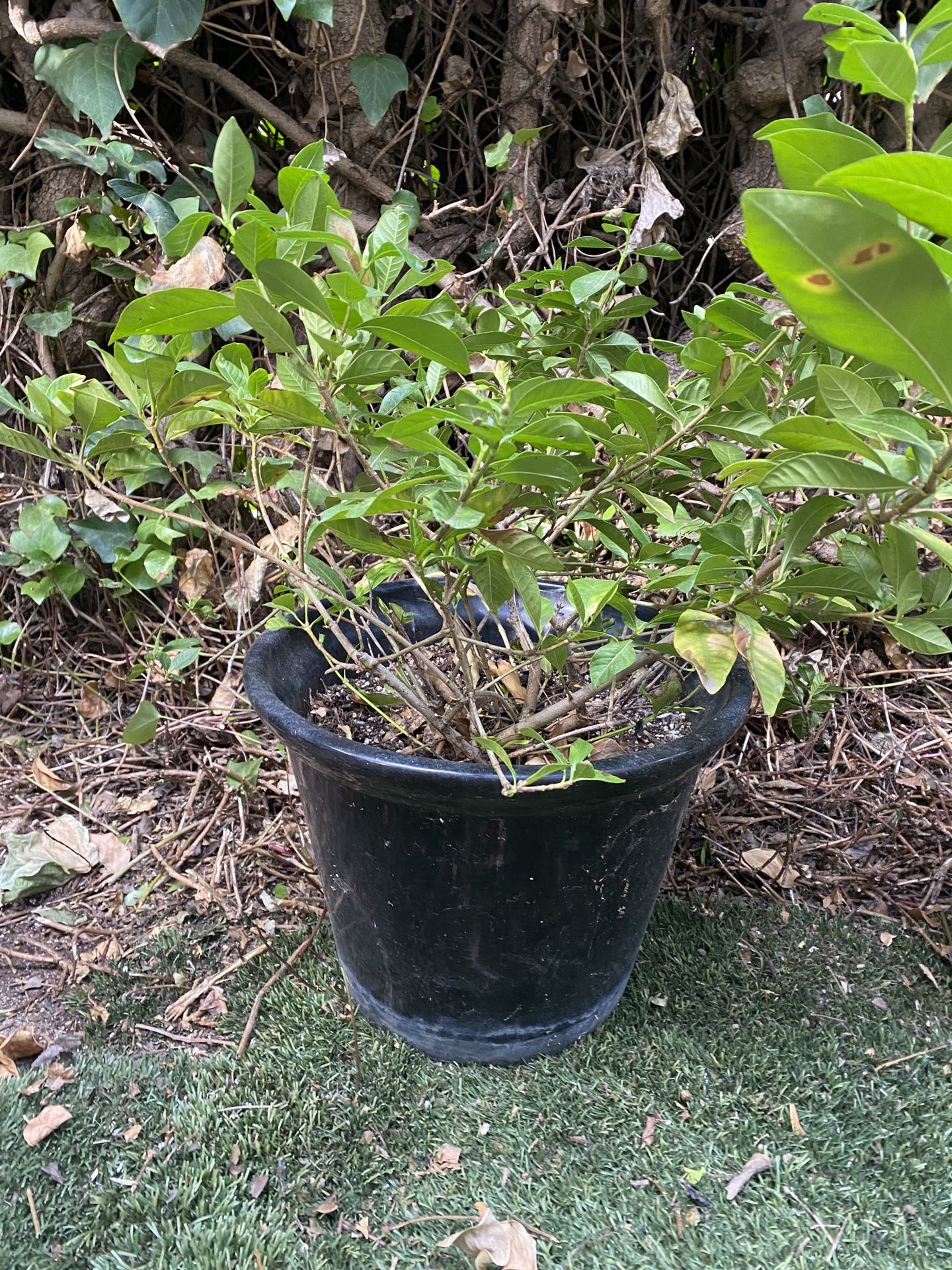 Gardenia Plant In Nice Black Pot