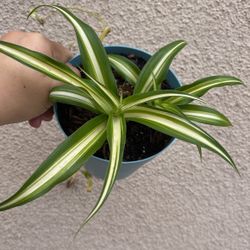 Beautiful Variegated Spider Plant