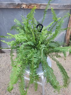 Fern Plant 6" Nursery Pot