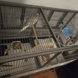 Birds Cage 