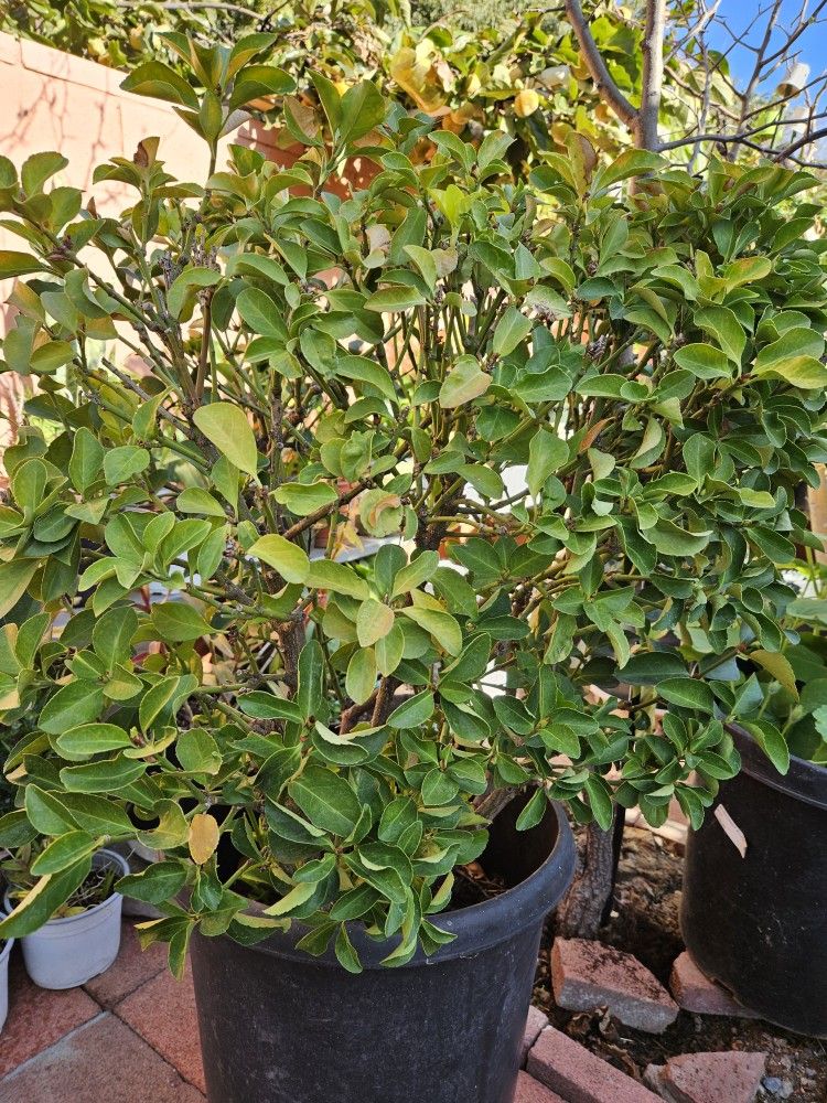 Big Decorative Bush 44