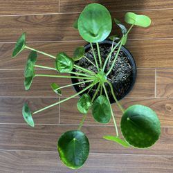 Pilea Peperomioides - Chinese Money Plant