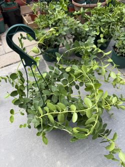 Hoya Cumingiana 