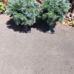 Two Topiaries