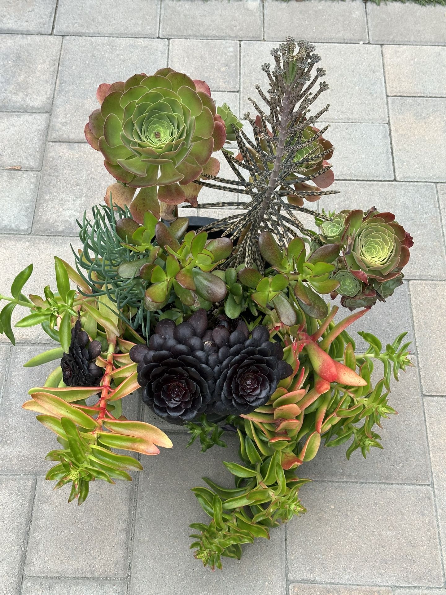 Assorted Succulent Plants