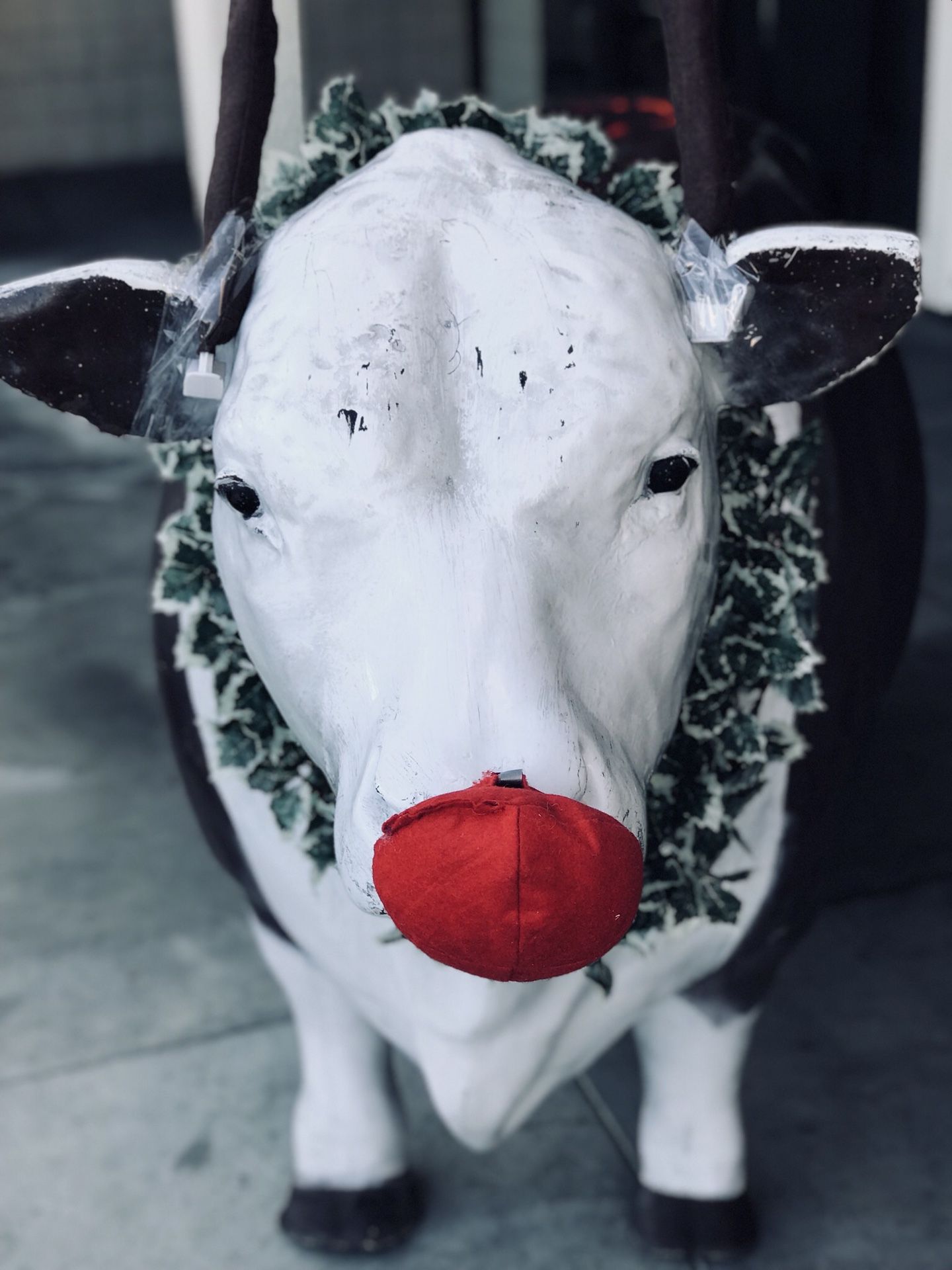 Happy holidays....from Betsy the ole 2 ton heifer