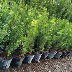 Podocarpus 3gl 🌿🌿$6
