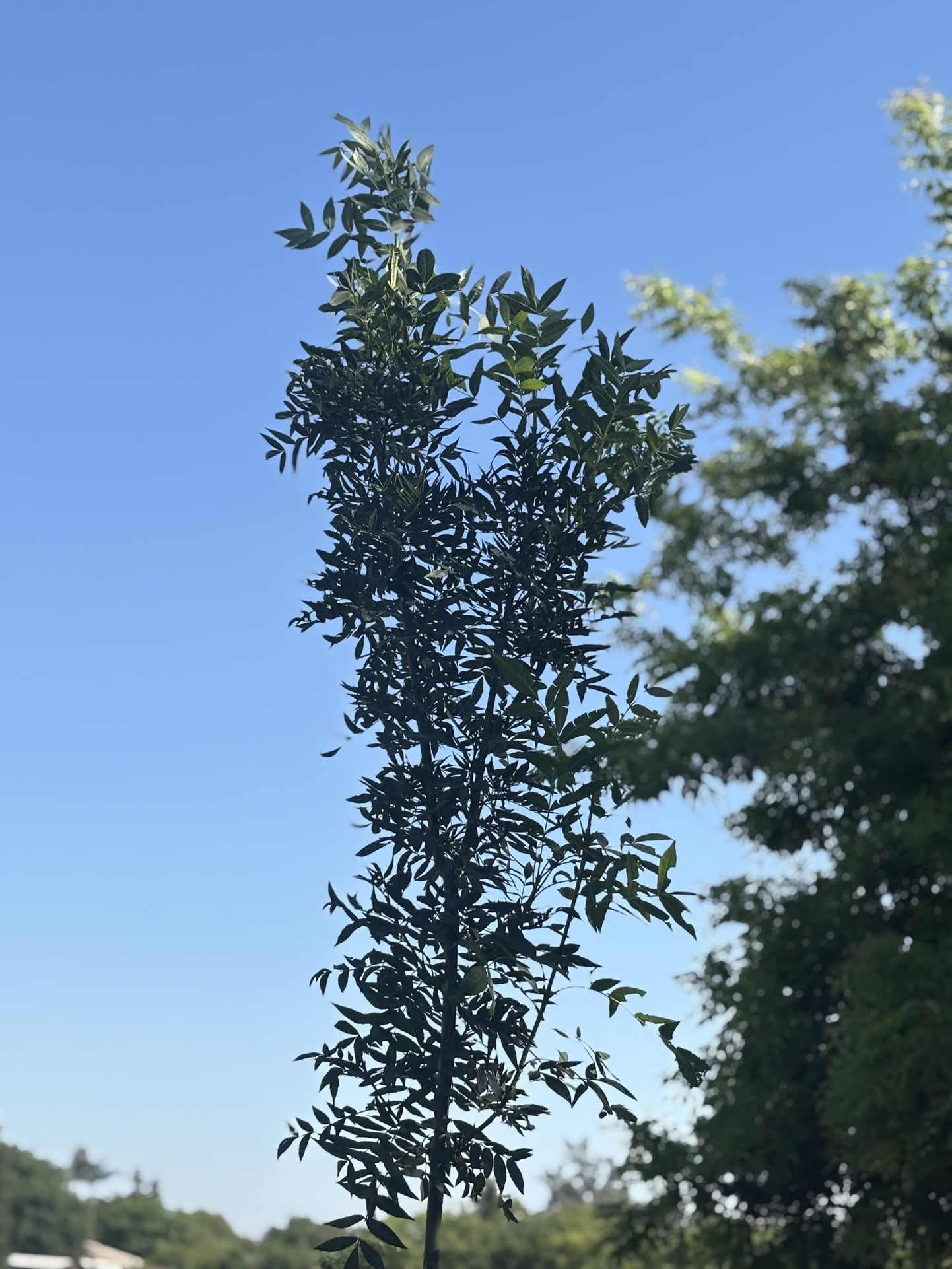 Raywood Ash tree 🌳