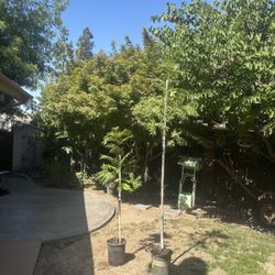 Trees
