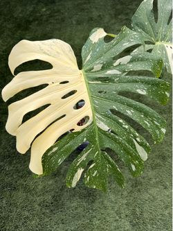 Monstera Thai constellation