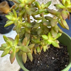 Succulent in a green ceramic pot (included) $6