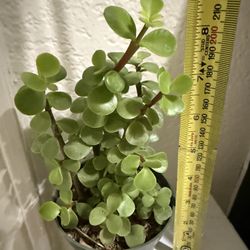 🌿—a symbol of prosperity ❤️Jade Elephant bush👉PLS READ DESCRIPTION❤️