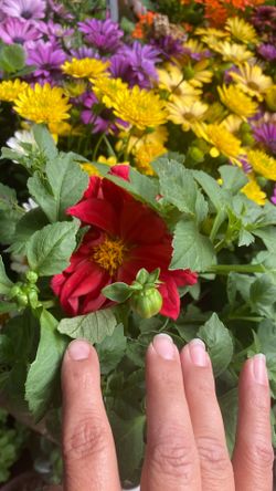 Plantas Dhalias