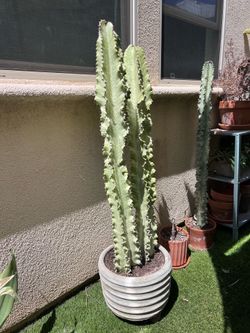 Large euphorbia cactus