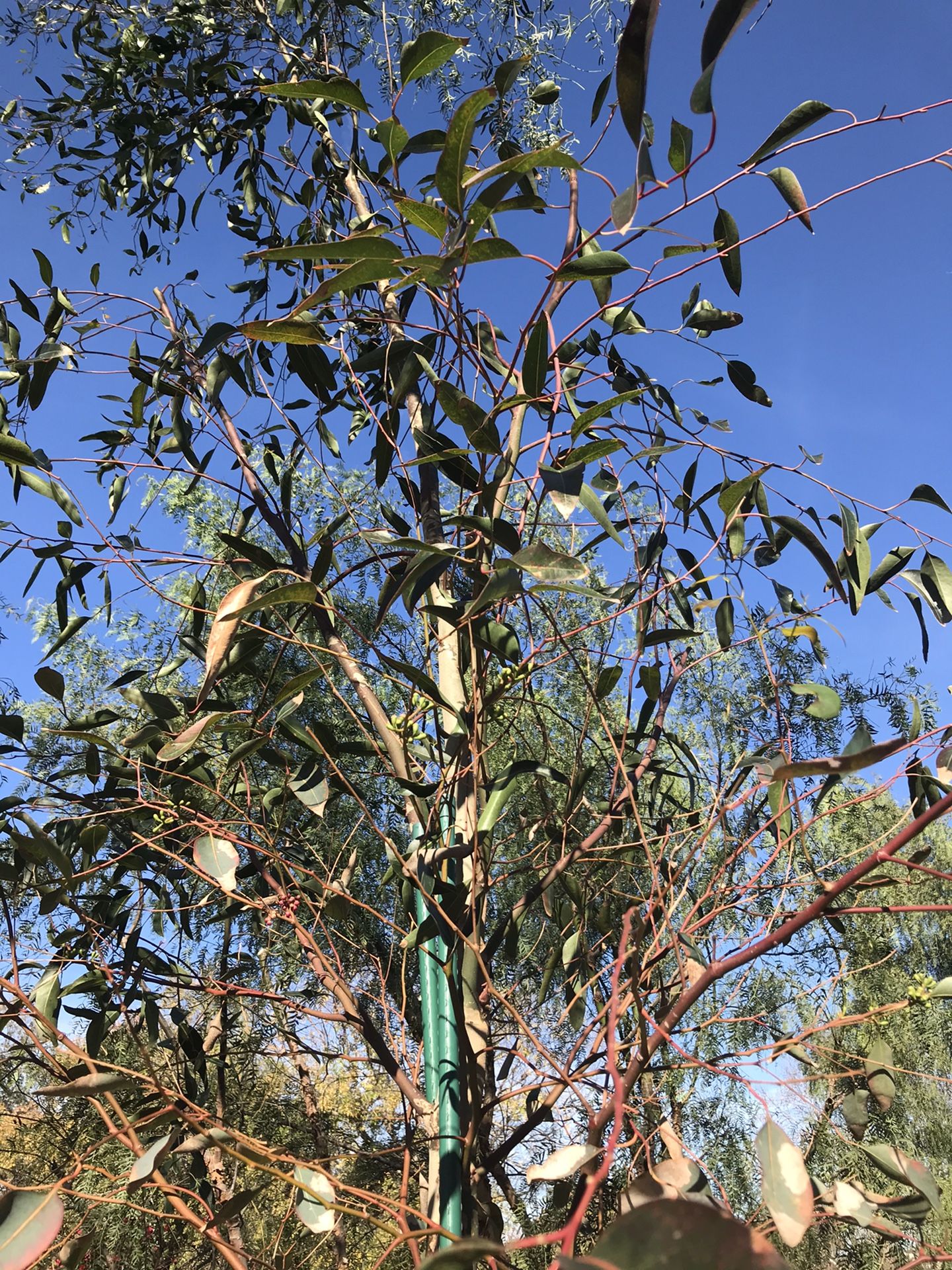 California Eucalyptus tree for Sale in Tustin, CA OfferUp
