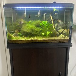 10 Gallon Aquarium With Stand