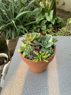 Plants