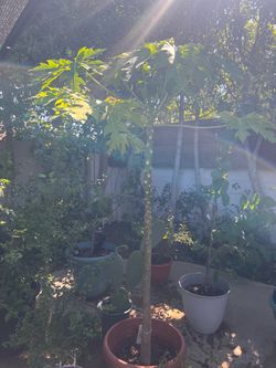 FRUIT TREES - EVERYTHING MUST GO!! (See below for pricing)